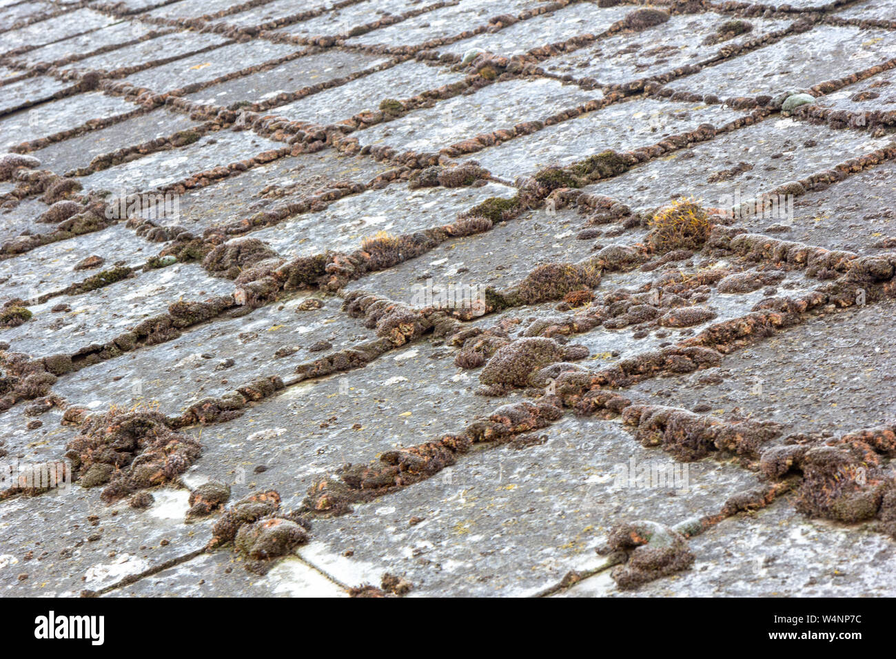 old dirty, mossy, lichened shingles of a rooftop Stock Photo