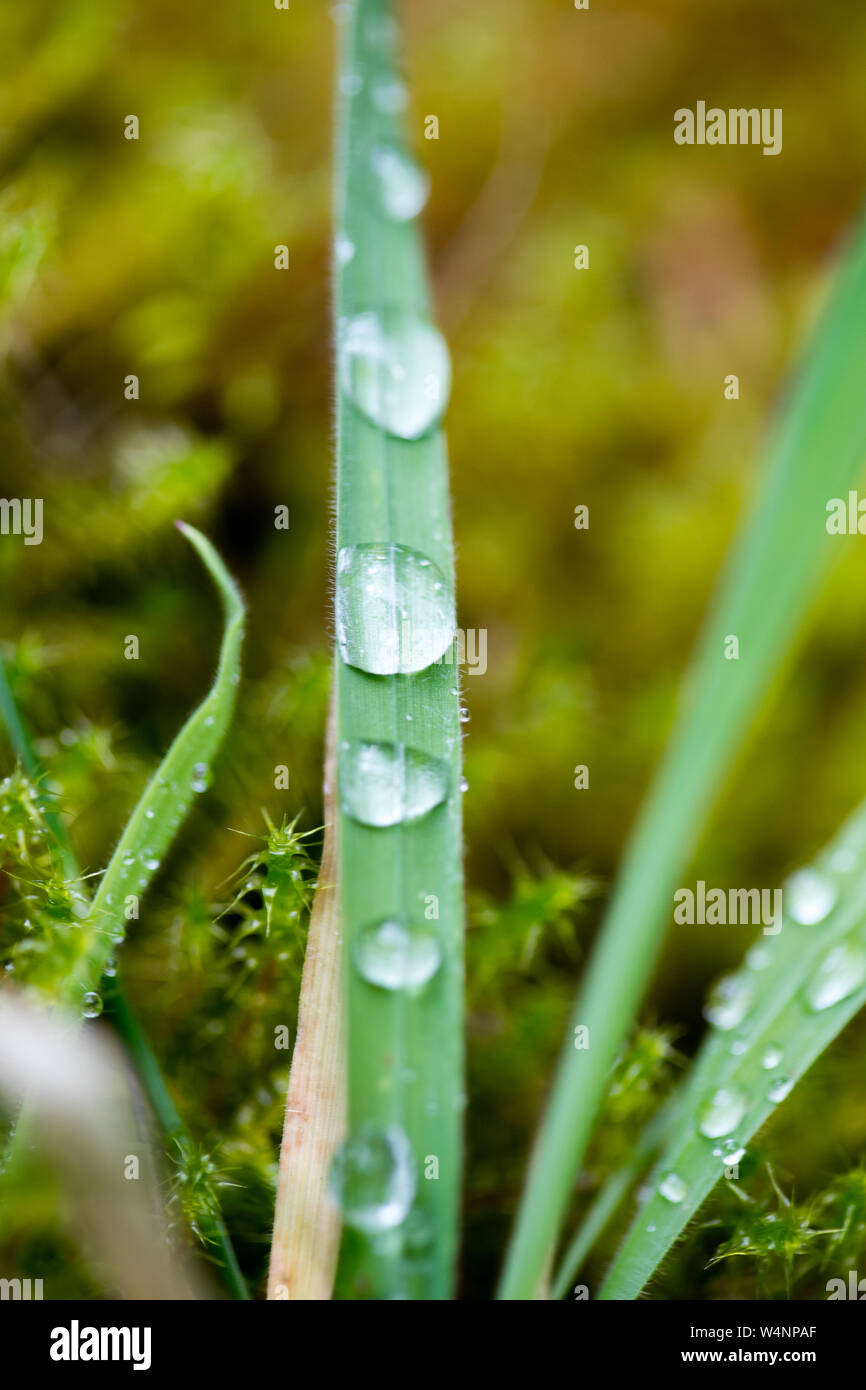 Rain drops on grass leaf macro background fine art high quality prints products fifty megapixels Stock Photo