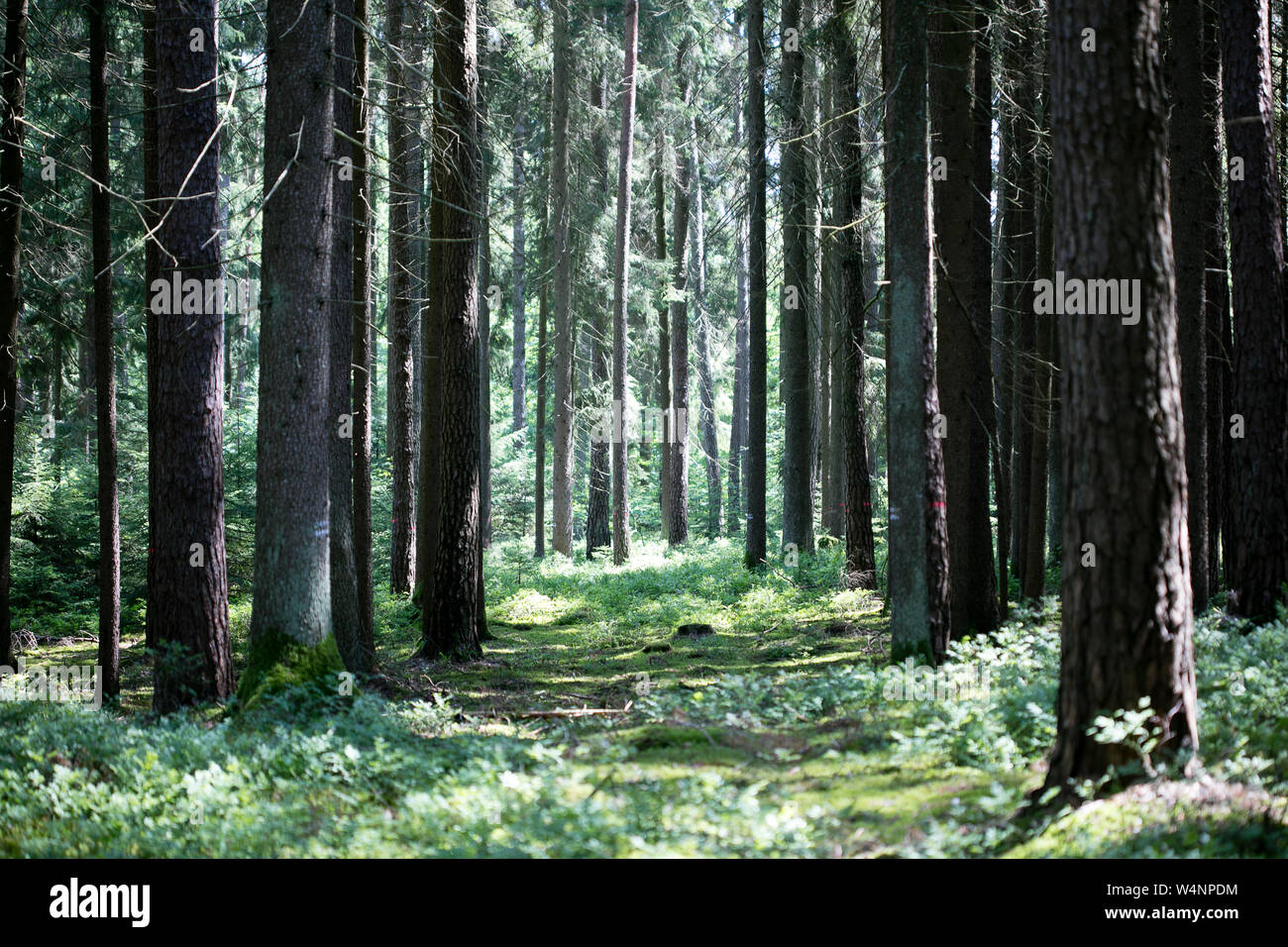 Lots of strait wild trees background fine art in high quality prints ...