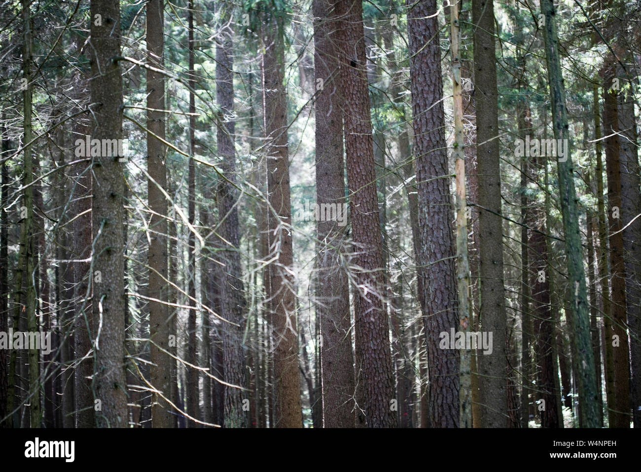 Lots of strait wild trees background fine art in high quality prints ...