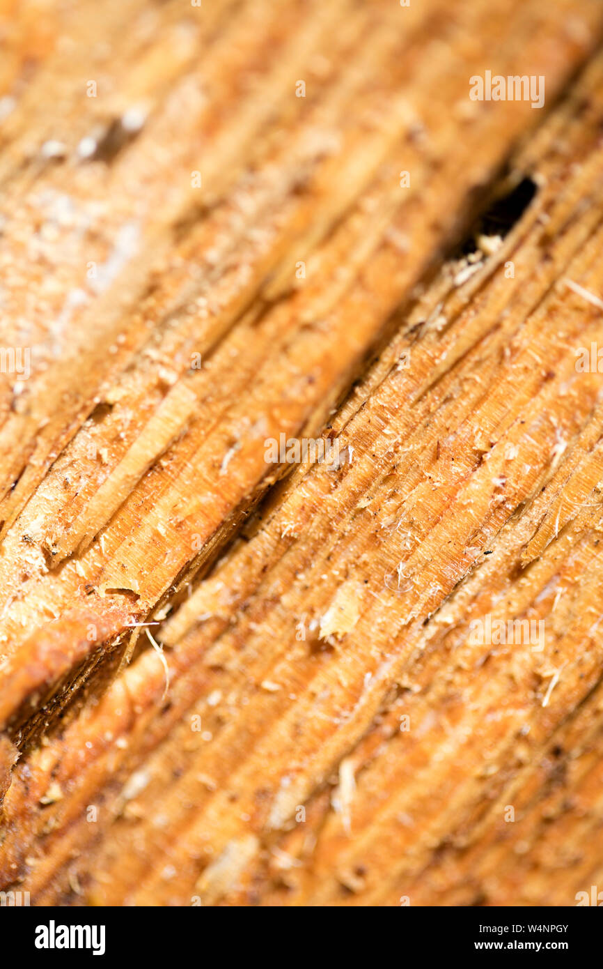 Forest cutted wood abstract macro background fine art high quality prints products fifty megapixels Stock Photo