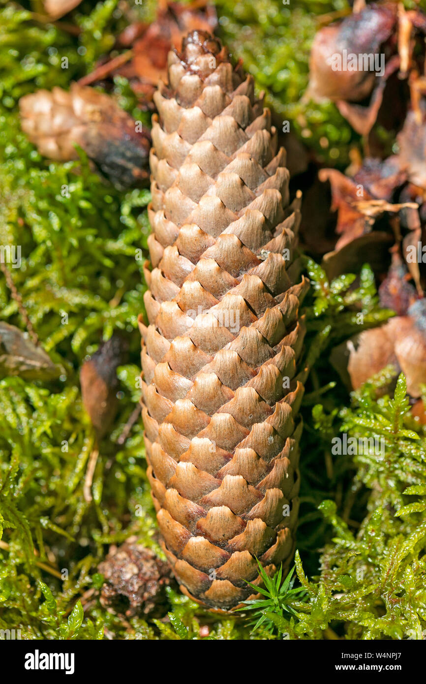 Wild fruit Picea macro background fine art high quality prints products fifty megapixels pinaceae family Stock Photo