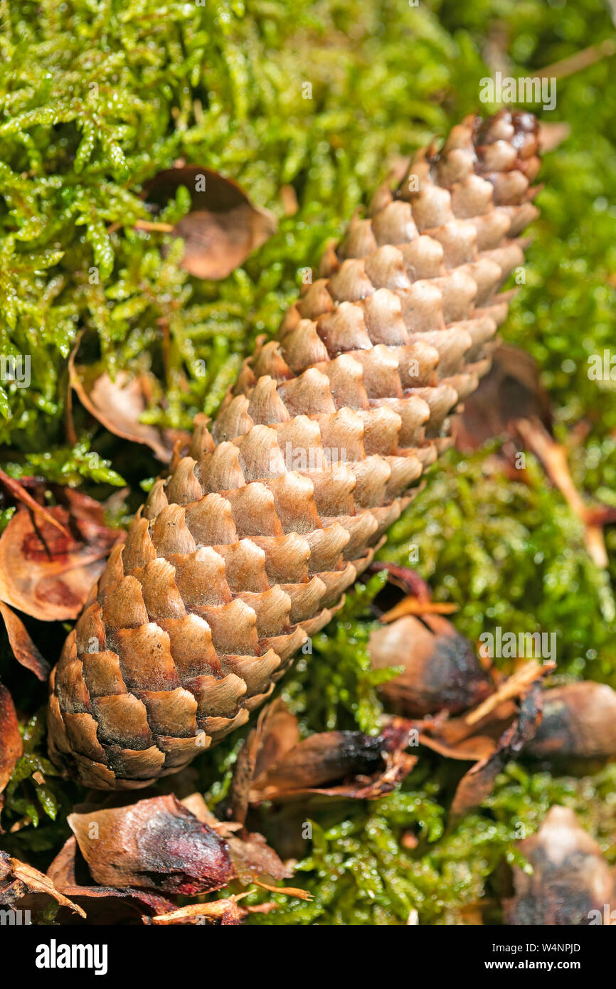 Wild fruit Picea macro background fine art high quality prints products fifty megapixels pinaceae family Stock Photo