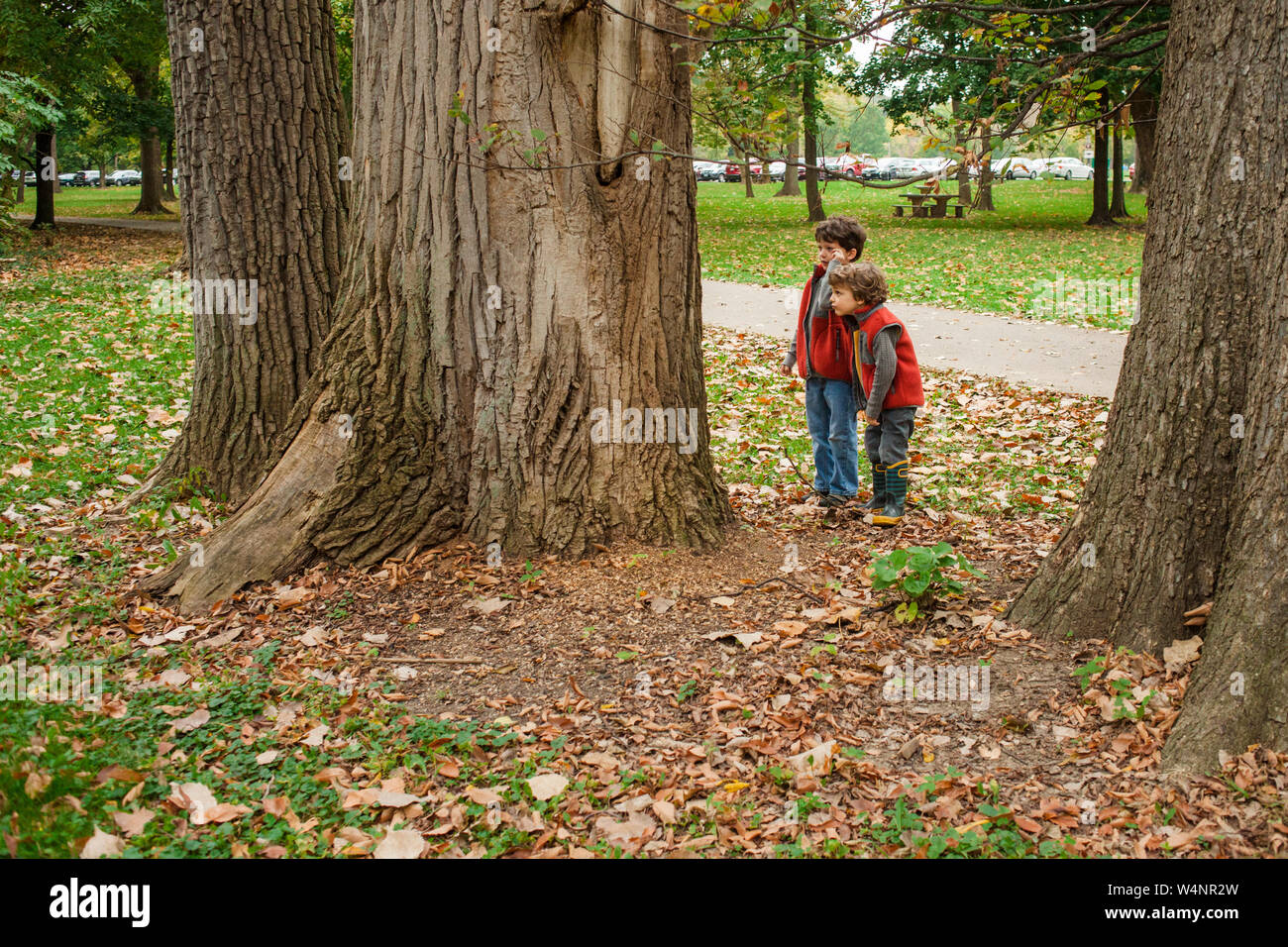 two little boys carefully investigate the trunk of a tree Stock Photo