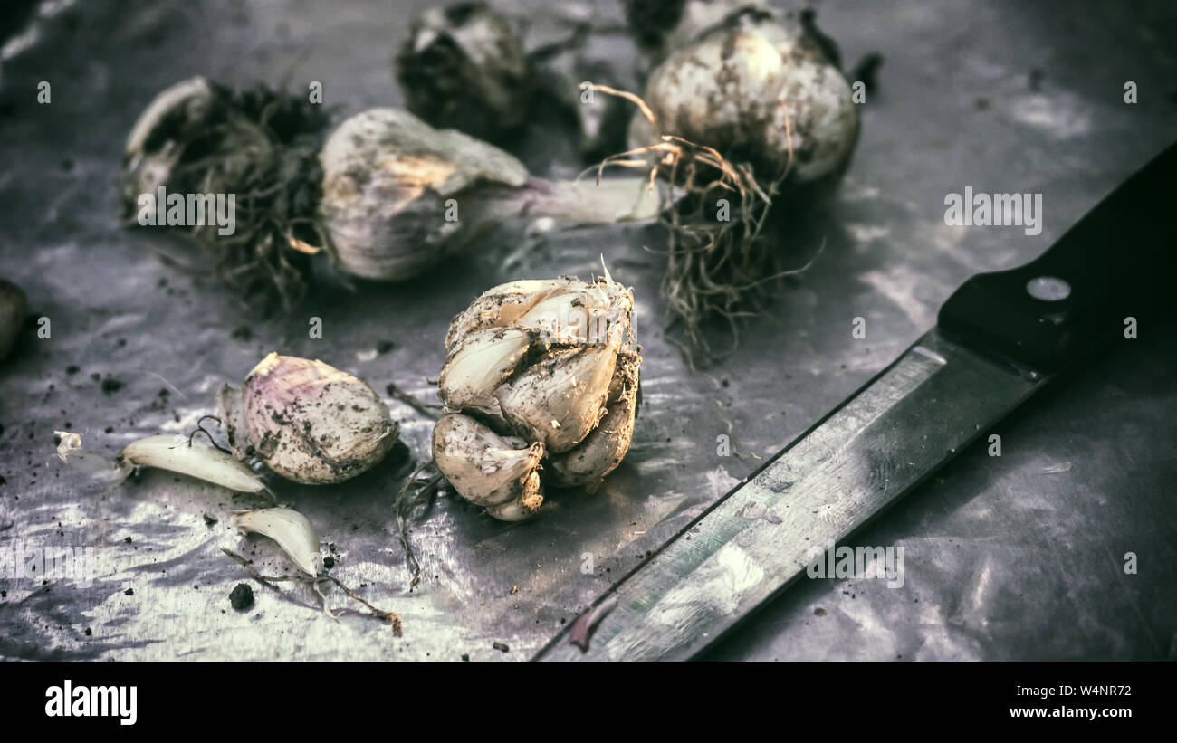 Fresh harvested garlic bulb agriculture planting farm gardening produce