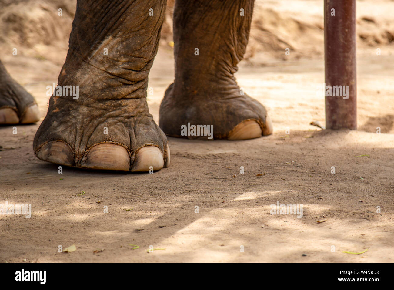 Elephant Feet at a Local Elephant Rescue Sanctuary in Thailand Stock Photo