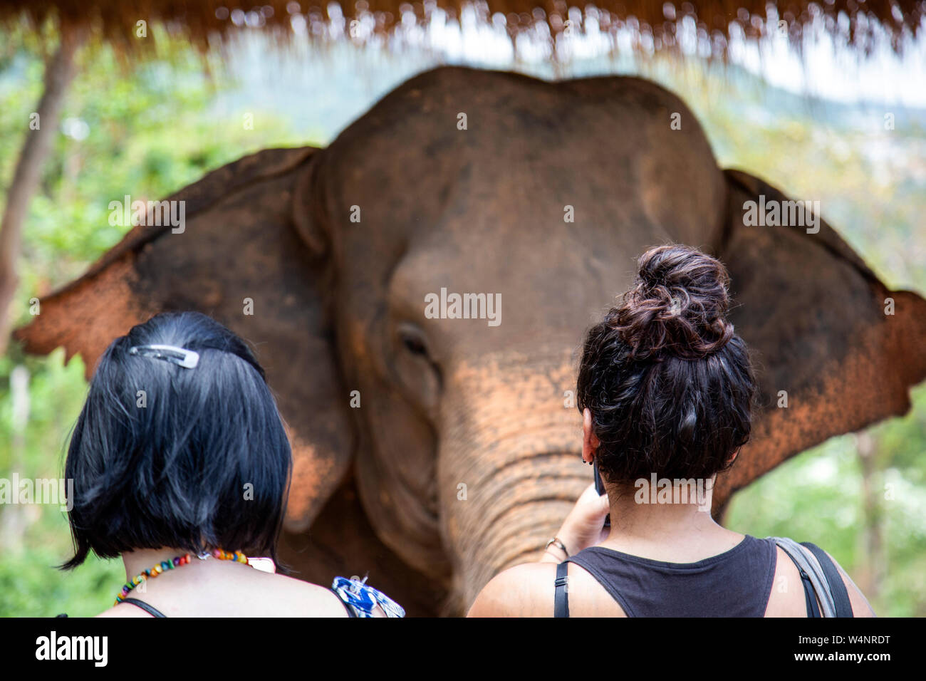 Two Women Visiting an Injured Elephant at a Local Elephant Sanctuary Stock Photo