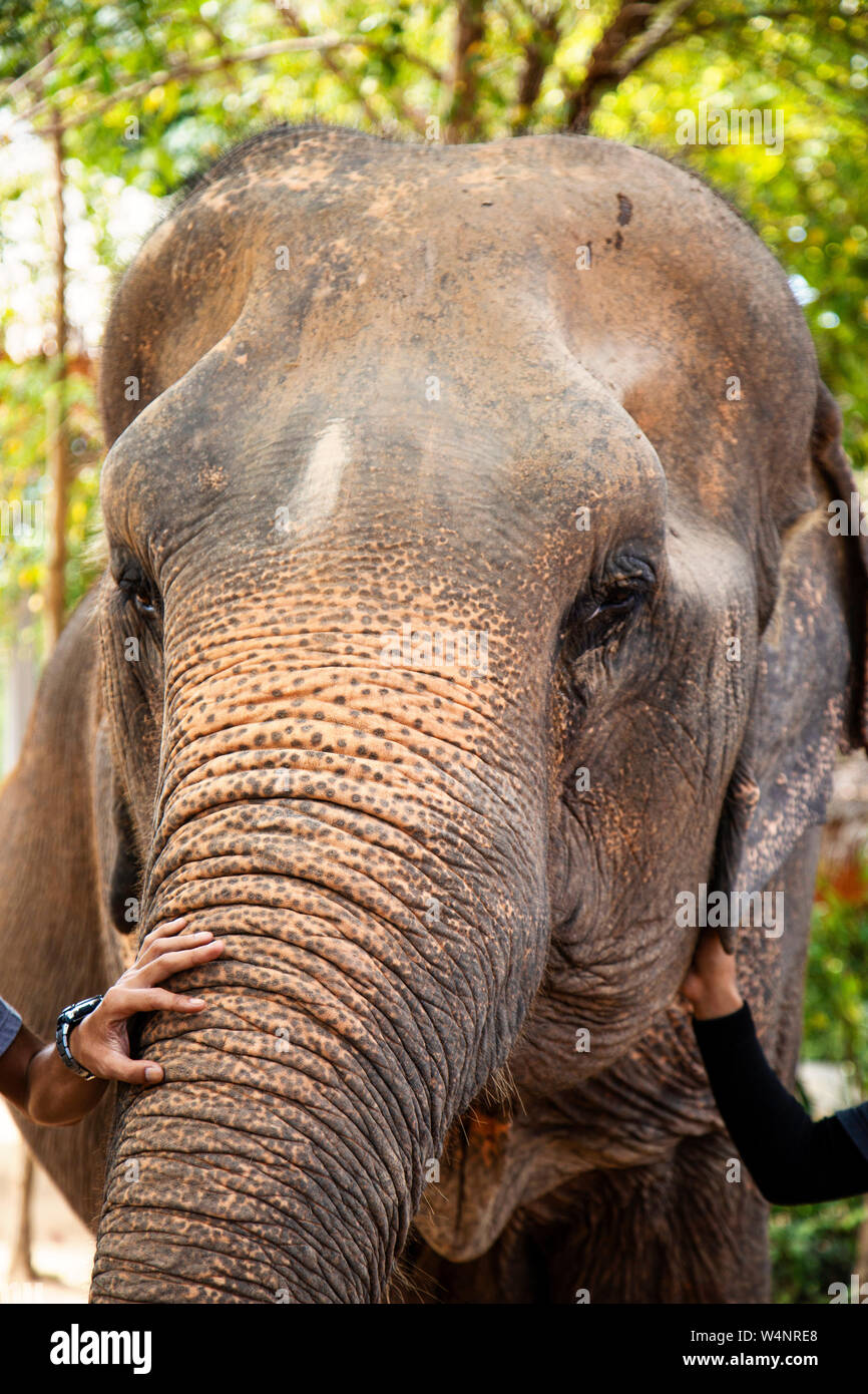 ndian Elephant At A Local Elephant Sanctuary In Thailand Stock Photo