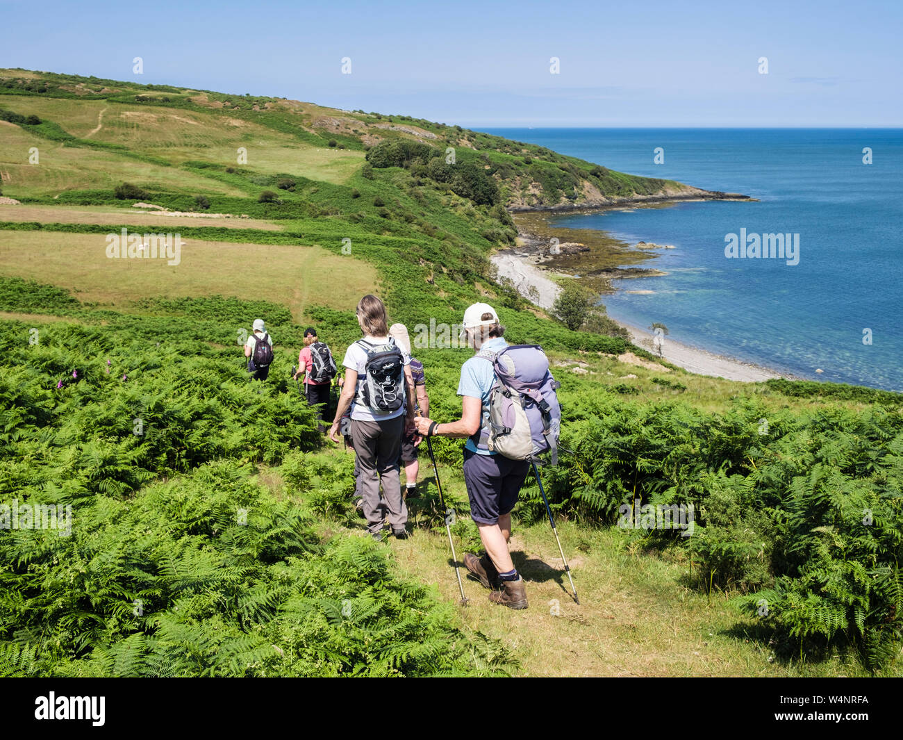 Hikers walking on scenic Anglesey Coastal Path through bracken in summer. Porthygwichiaid, Llaneilian, Isle of Anglesey, north Wales, UK, Britain Stock Photo
