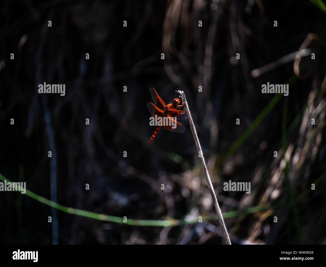 Red dragonfly resting on stick Stock Photo