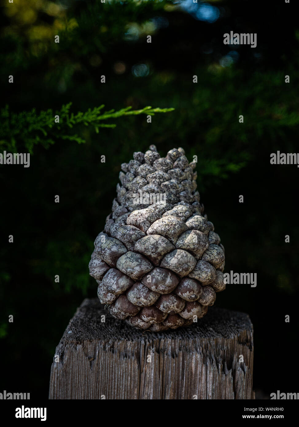 Detail of pine cone standing upright on fence post Stock Photo