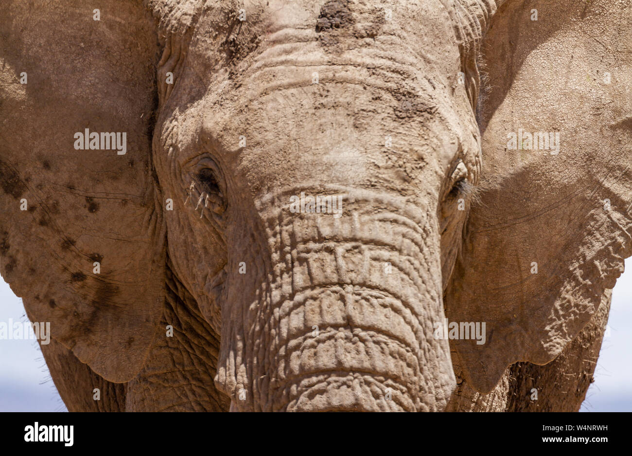 African elephant face, Loxodonta Africana, front head face close-up.  Ol Pejeta Conservancy, Kenya, East Africa. Close up Serena Sweetwaters waterhole Stock Photo