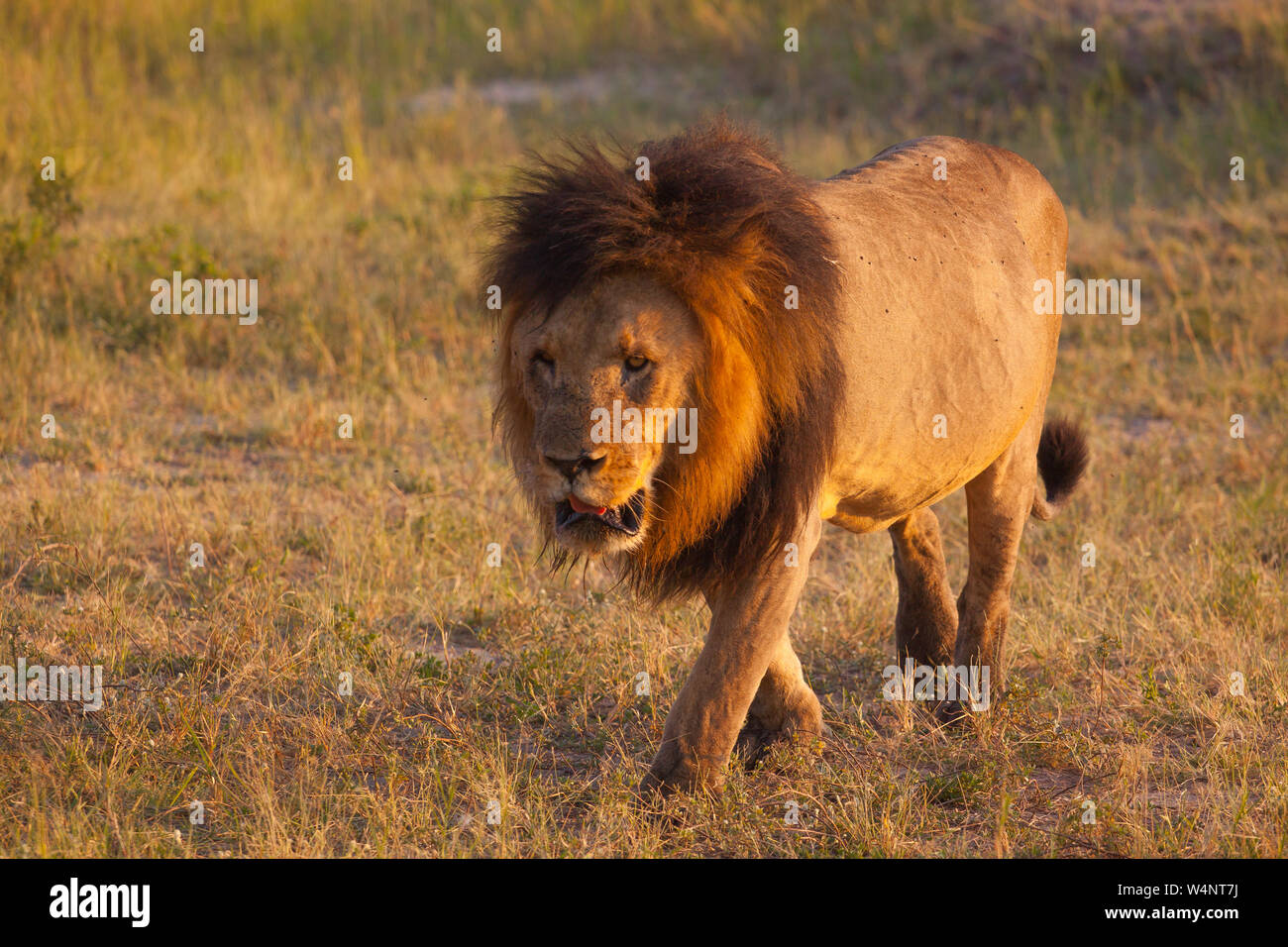 Lion Botswana Habitat High Resolution Stock Photography And Images Alamy lion-botswana-habitat-high-resolution-stock-photography-and-images-alamy