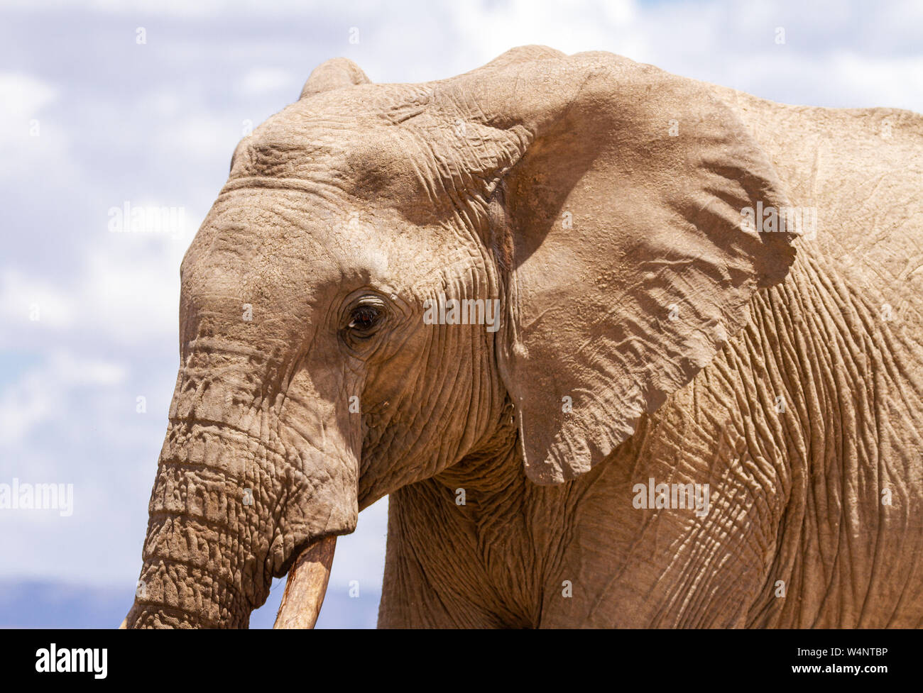 African elephant profile, Loxodonta Africana, side head face, Ol Pejeta Conservancy, Serena Sweetwaters, Kenya, Africa. Side head with skin details Stock Photo