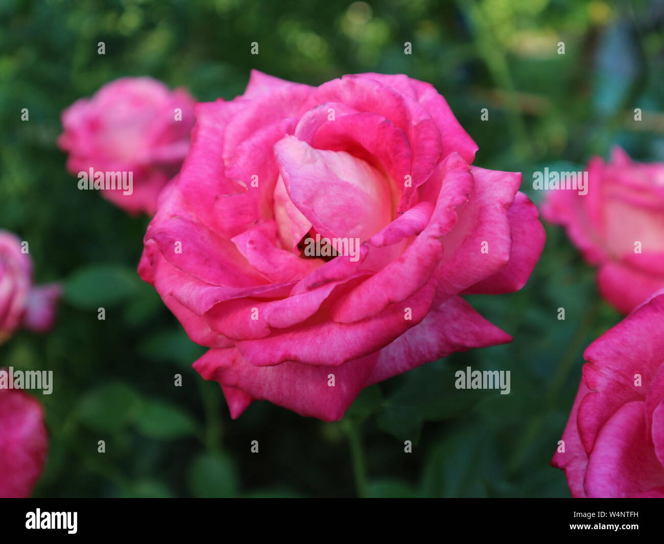 Rose with pink colour hi-res stock photography and images - Alamy