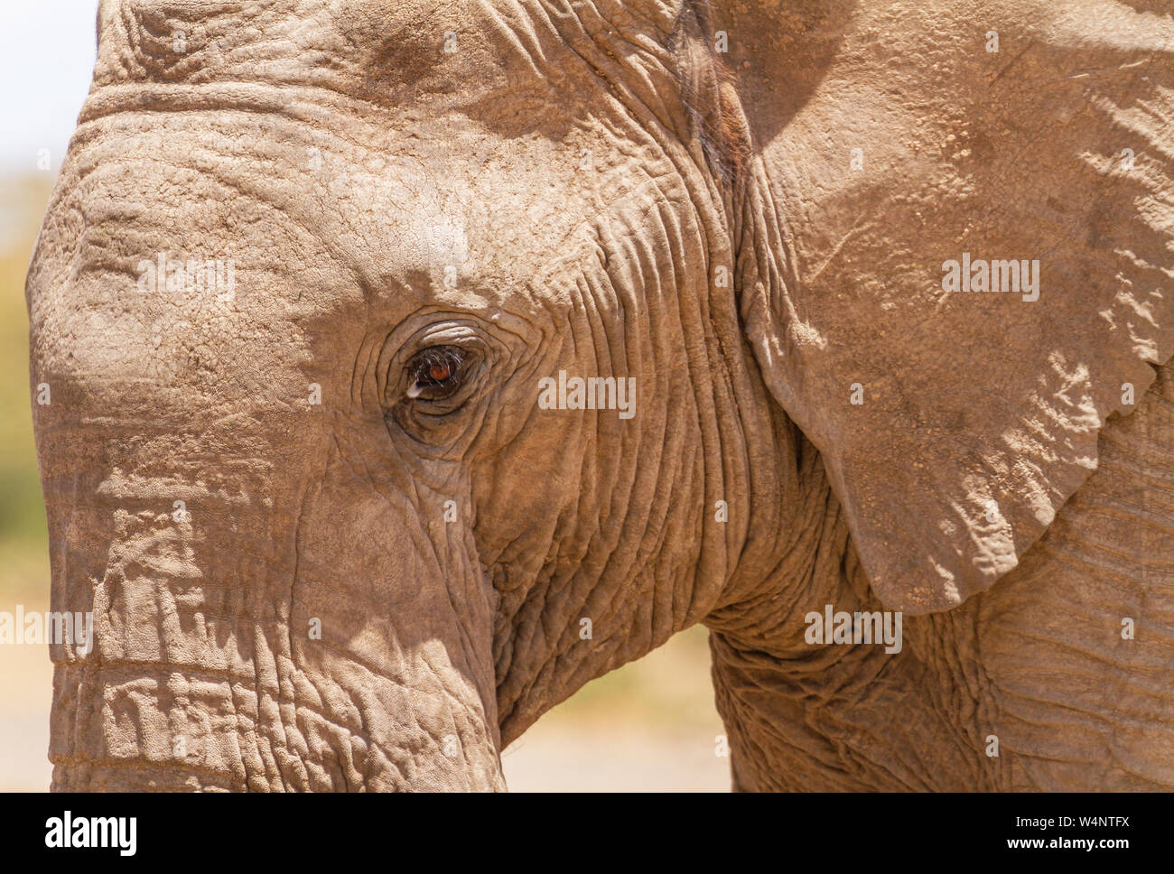 African Elephant face, Loxodonta Africana, profile with open eye. Ol Pejeta Conservancy, Kenya, Africa. Close up close-up skin surface detail Stock Photo