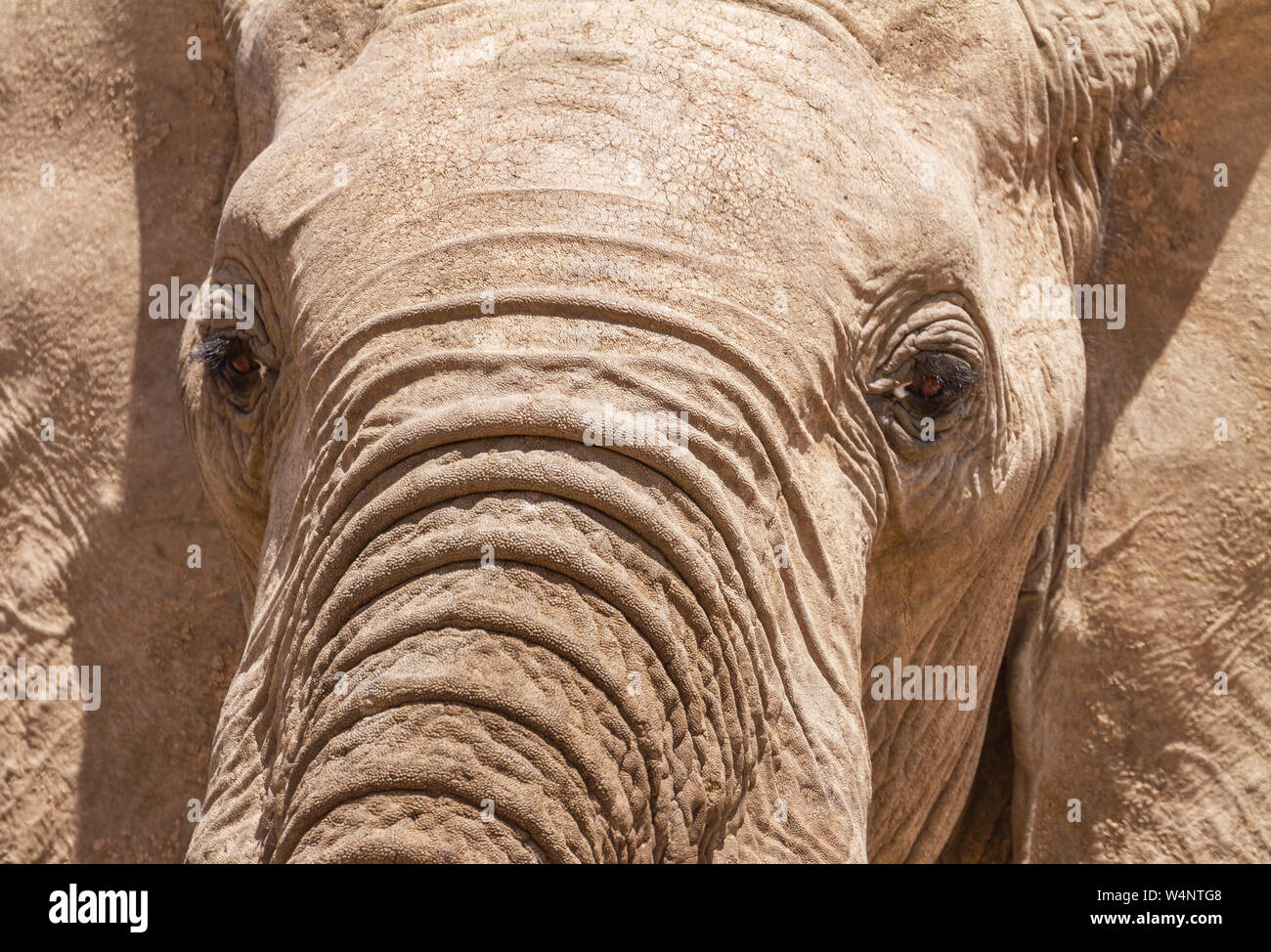 African elephant face, Loxodonta Africana, closeup close-up, Ol Pejeta Conservancy, Kenya, East Africa. Elephant skin detail, trunk folds and texture Stock Photo