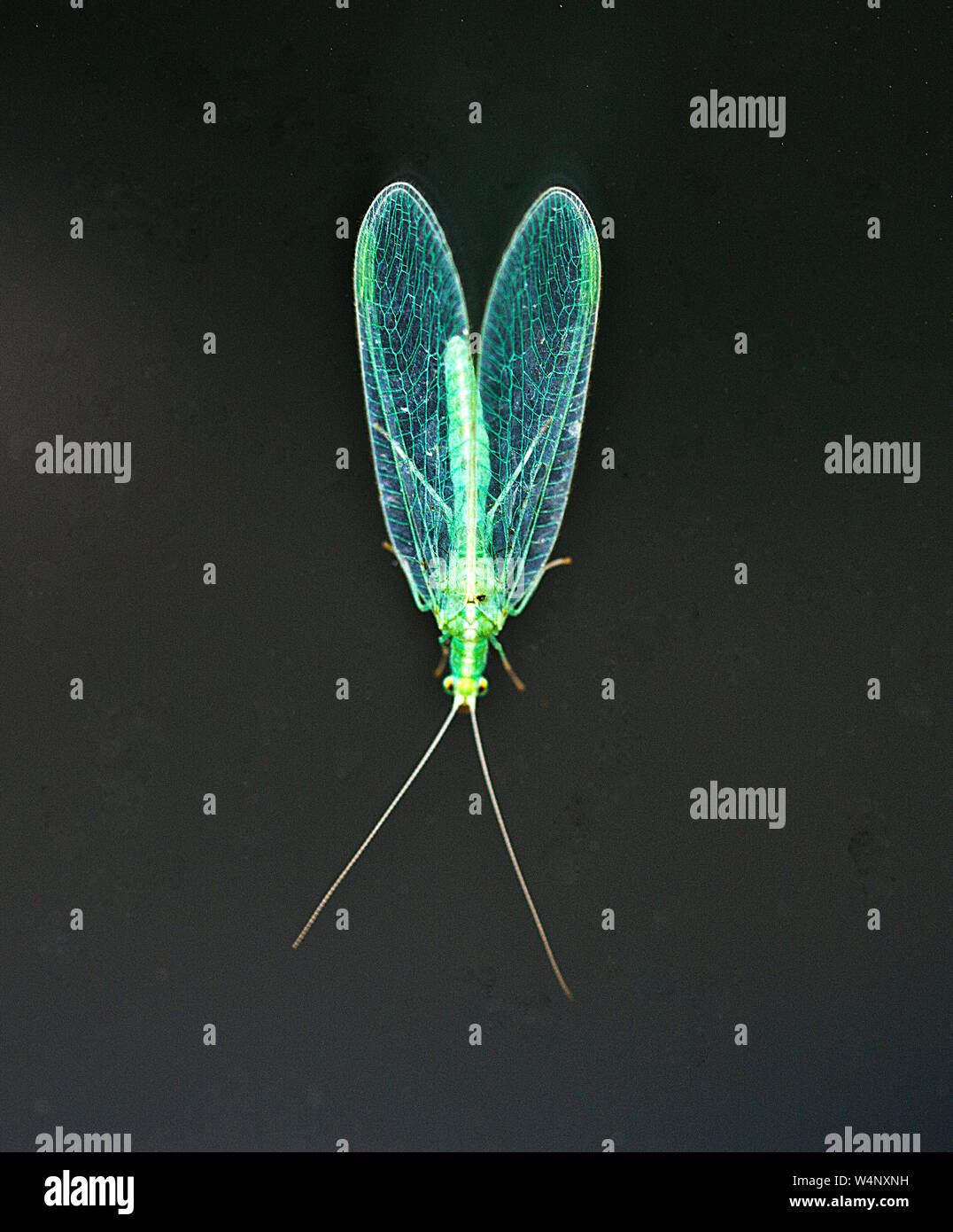 The Green Lacewing is a pollen eater in it's adult phase but the larvae are voracious predators of aphids and greenflies Stock Photo