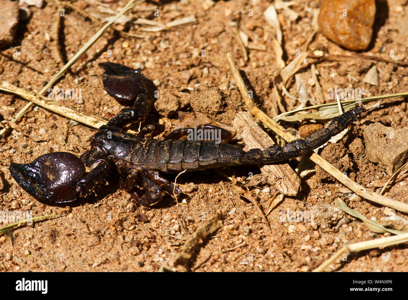 The Burrowing is a large intimidating looking scorpion but in reality its sting is barely stronger than a bees. Stock Photo