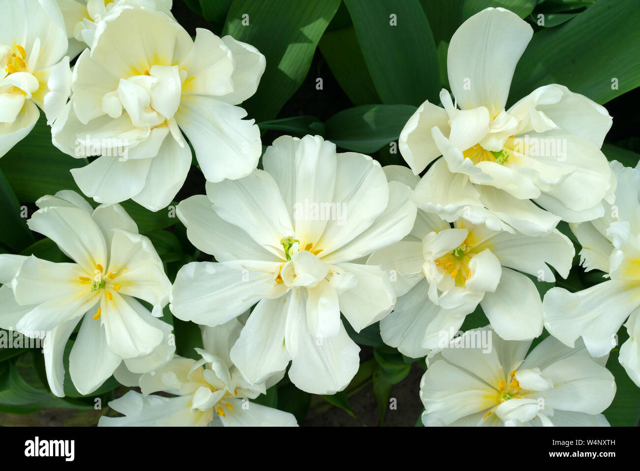 opened white flowers of tulips with yellow centers and yellow stamens Stock Photo