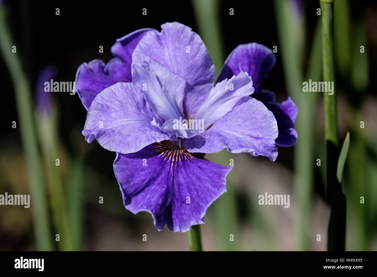 Close-up of violet flower Iris Sibirica on dark green backround Stock Photo