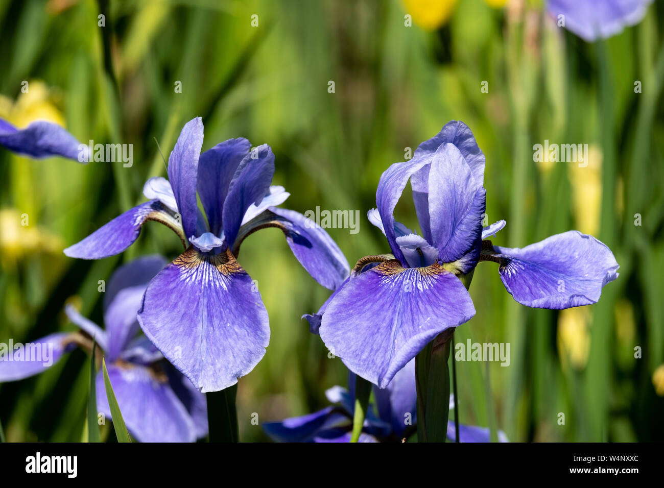 Close-up of two blue flowers Iris Sibirica on green background Stock Photo