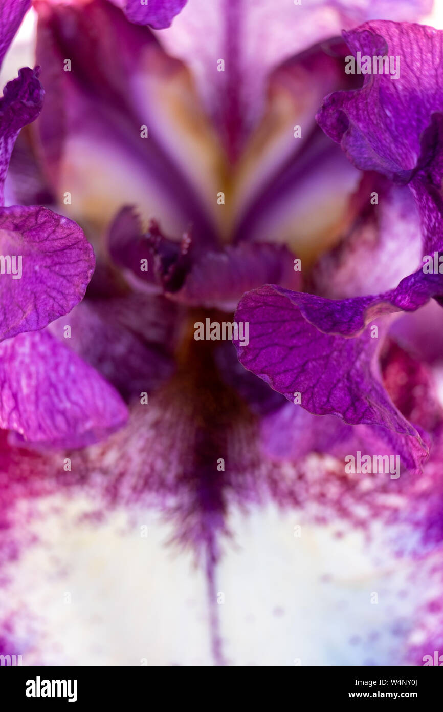Looking inside macro view of flower petals Bearded Iris with narrow depth of field Stock Photo