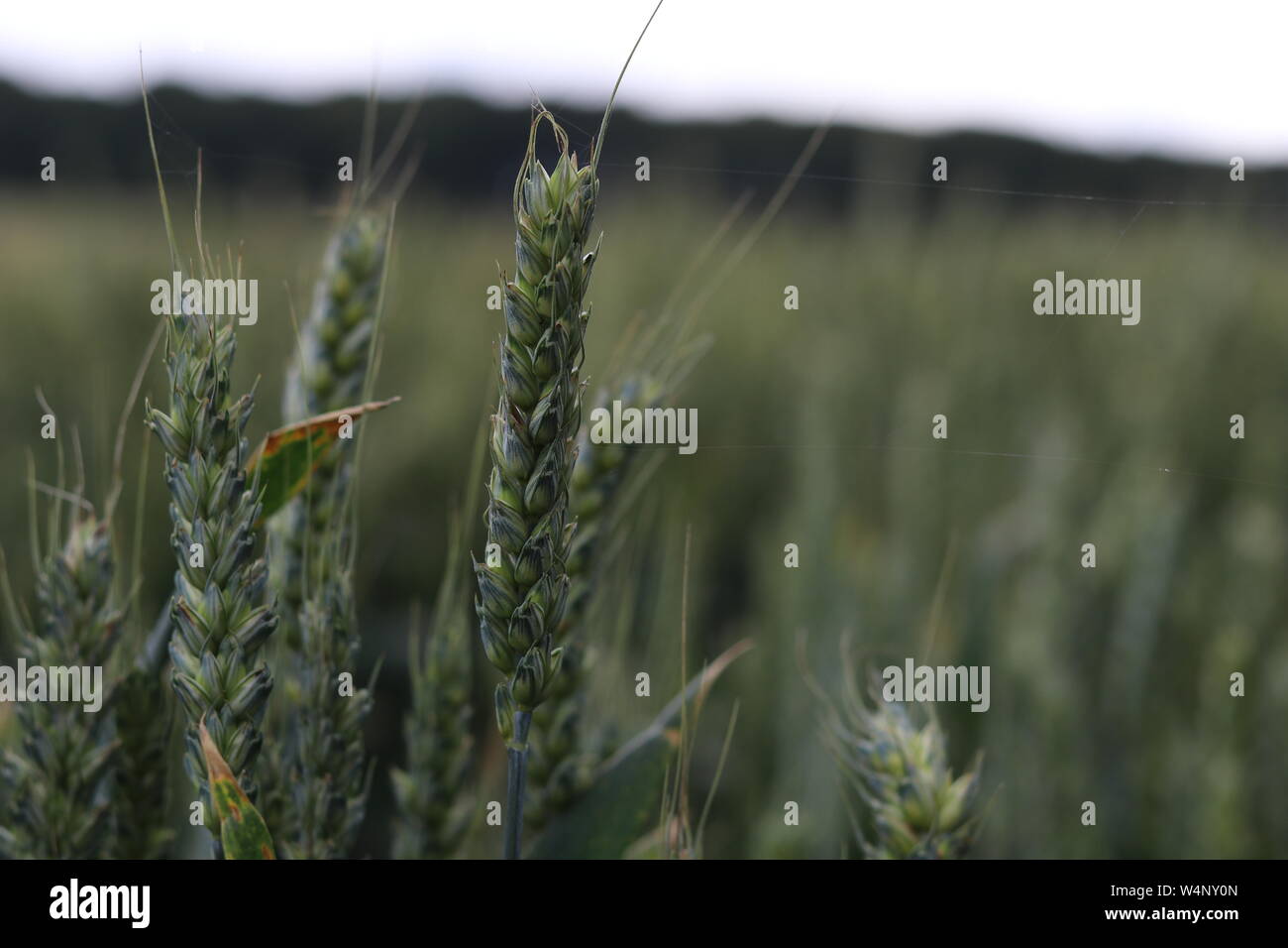 A vast field of wheat crop in Yorkshire Stock Photo Alamy