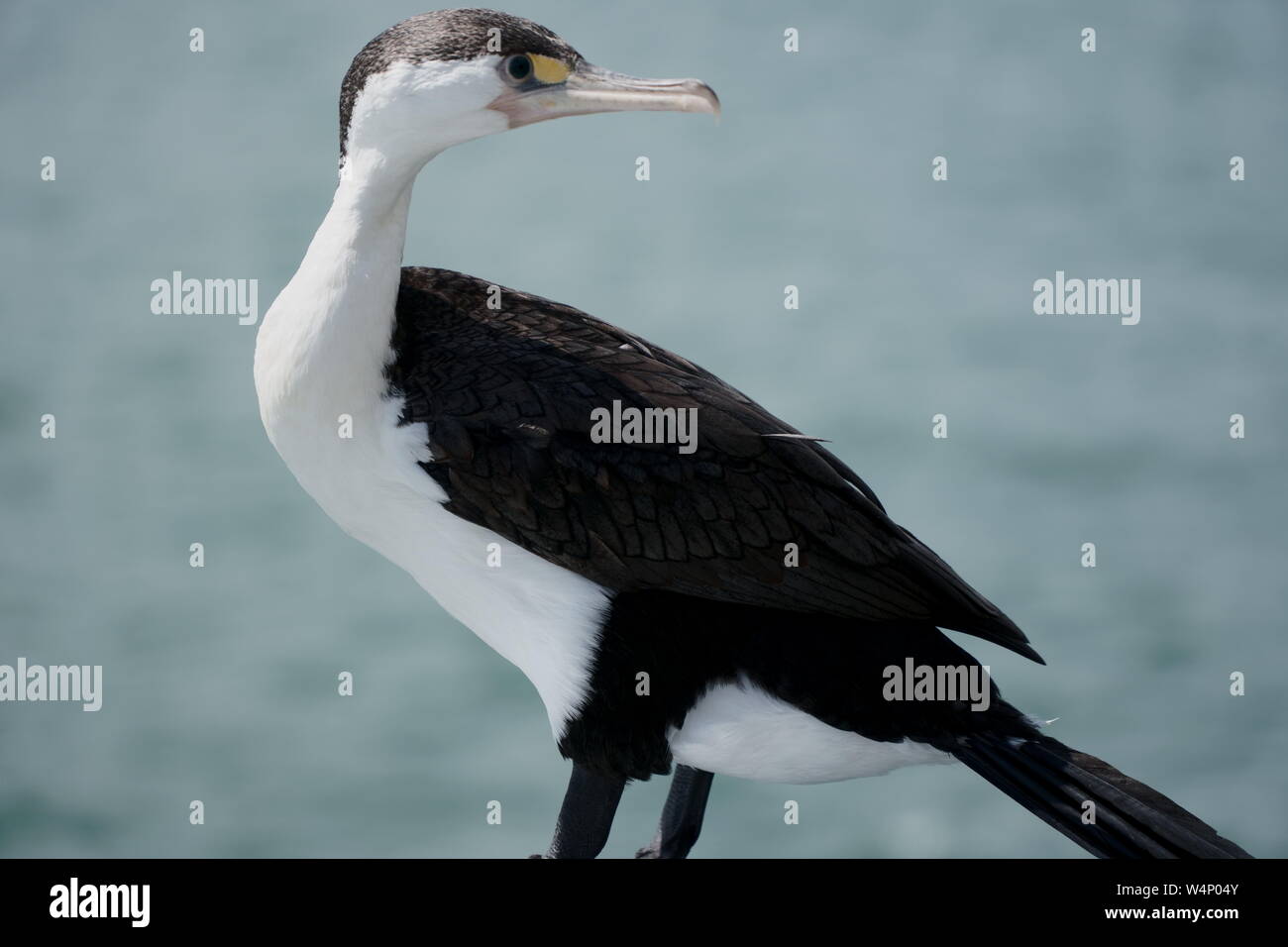 Phalacrocoracidae or cormorant close-up in Auckland harbor during summer Stock Photo