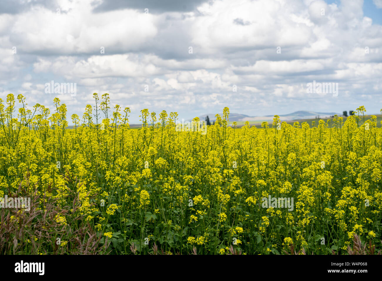 Brilliant, bright yellow mustard fields in the Palouse farming region of Western Idaho, near Culdesac, ID Stock Photo