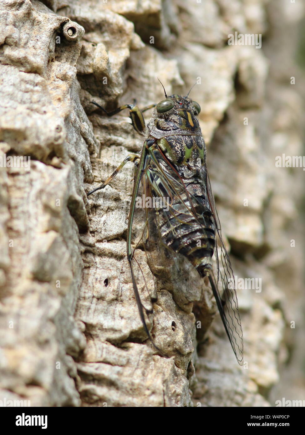 Amphipsalta zelandica, Chorus cicadas, this endemic insect is at rest on tree bark in New Zealand, a true bug, feeds on xylem. Stock Photo