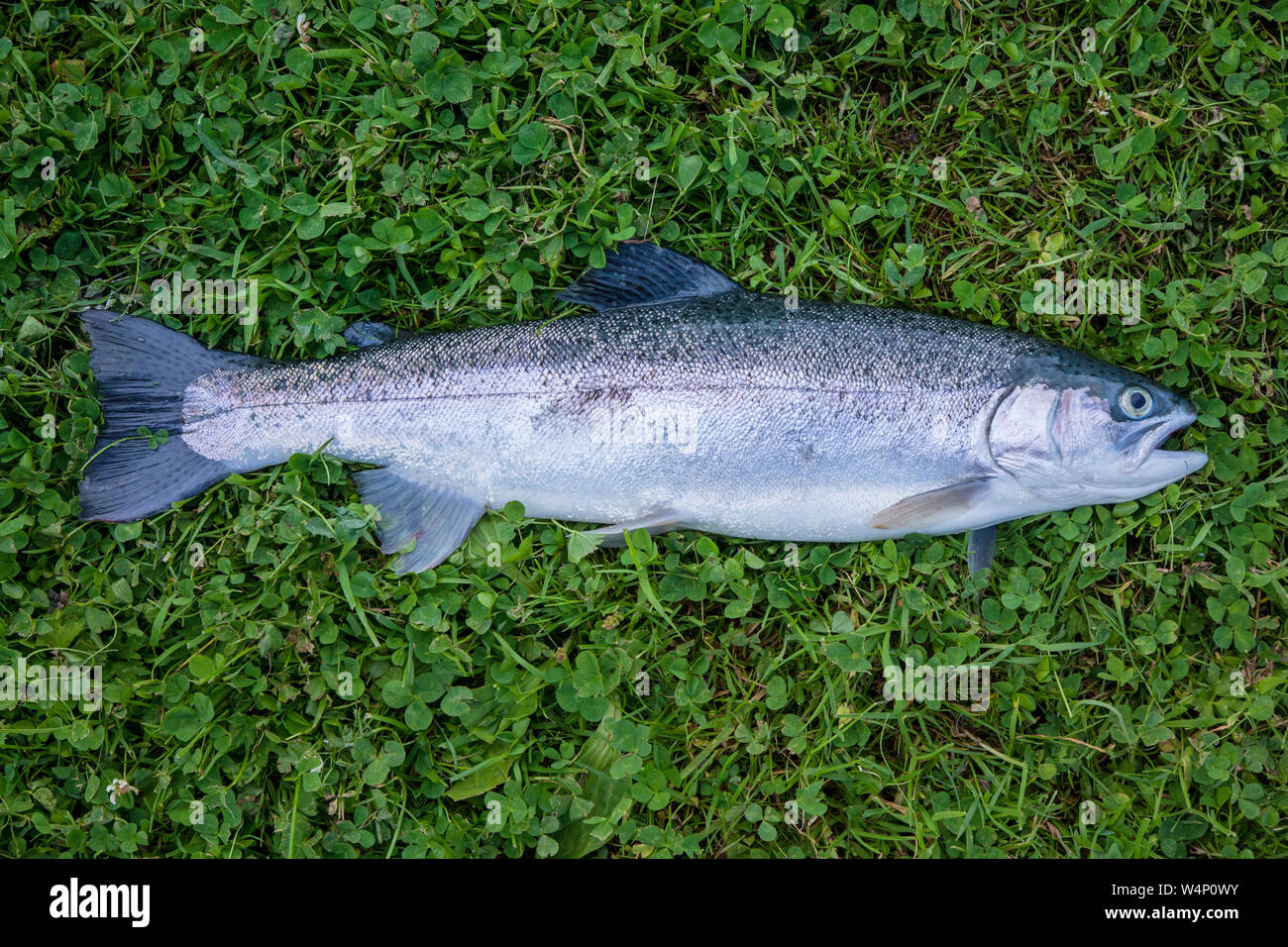 1lb hires stock photography and images Alamy