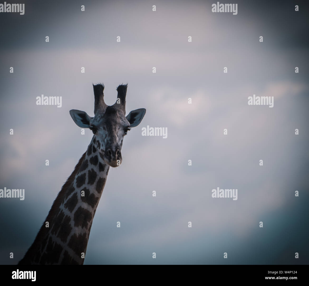 Closeup of giraffe looking out into the distance against a blueish background. Stock Photo