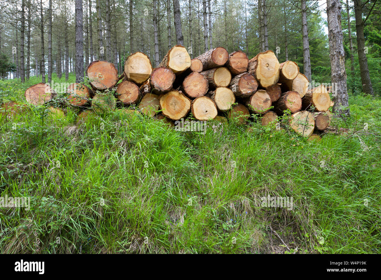 Wood pile in Vizcaya Province, Spain. Stock Photo