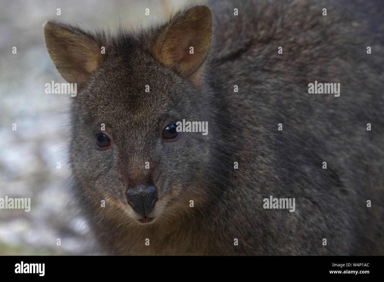 Close up full face front view of wild pademelon in Tasmania near Cradle Mountain National Park Stock Photo