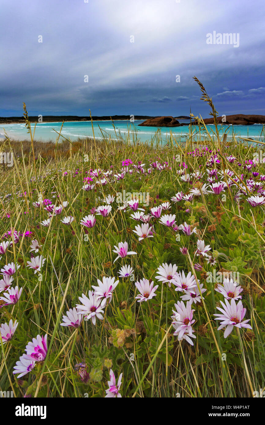 Beautiful wild flowers, turquoise sea, and sweeping sky at Twilight Cove near Esperance in Western Australia. Stock Photo