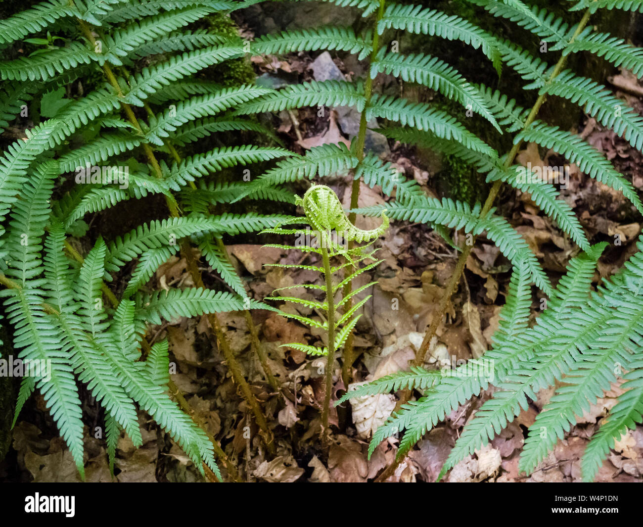 Polypodiopsida, fern leaves on the forest ground Stock Photo