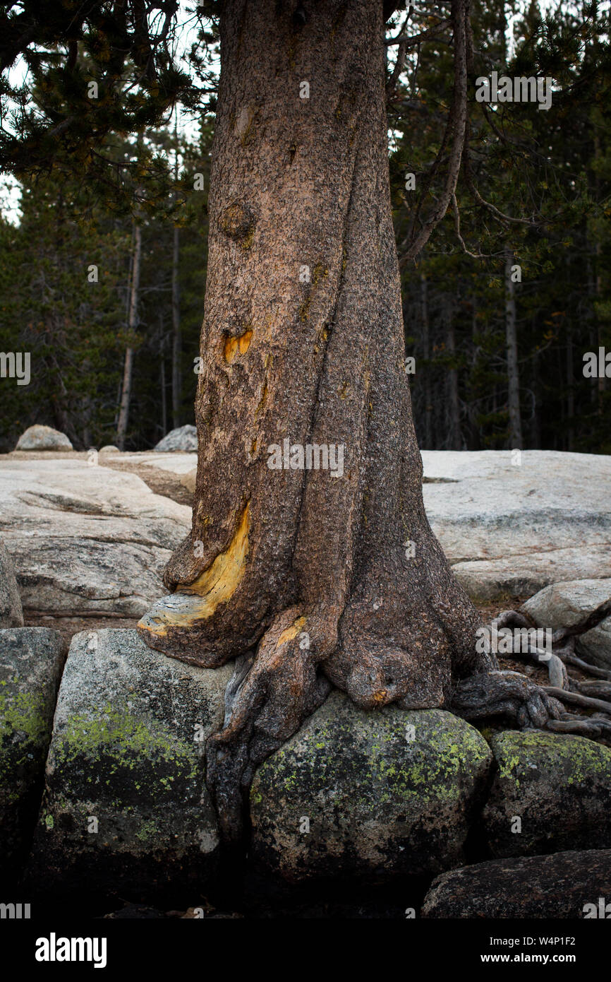 Tree in Granite Stock Photo
