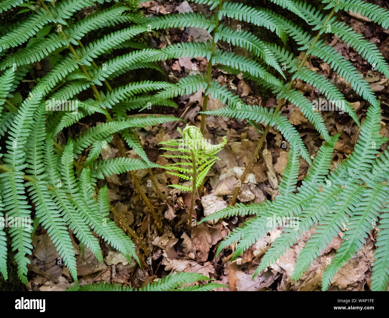 Polypodiopsida, fern leaves on the forest ground Stock Photo