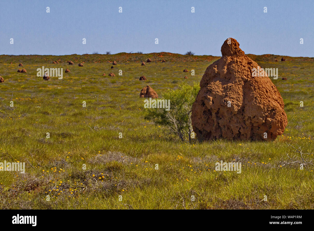 Big termite mounds are notable accents to landscape in Western Australia Stock Photo