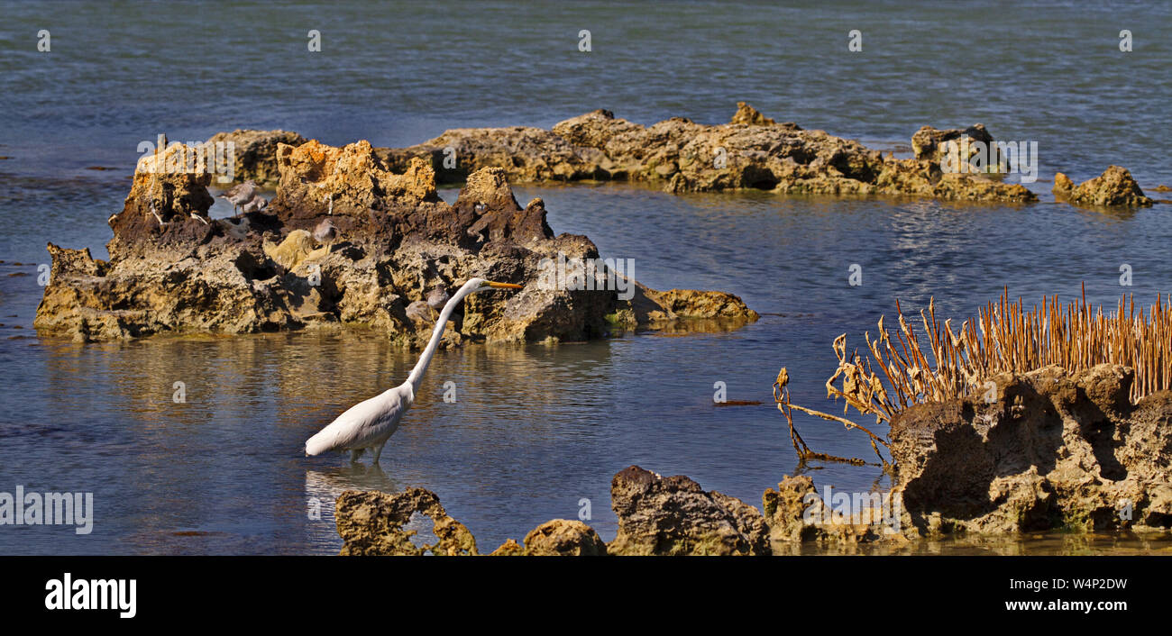 An Eastern Great Egret hunting in the waters of Mangrove Bay in Cape
