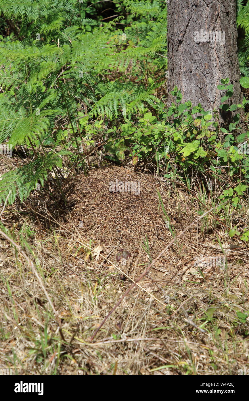 Wood ant nest, on the edge of a woodland, with bracken growth. This pile of twigs with hundreds of ants climbing over it is the sign of Wood Ants. Stock Photo