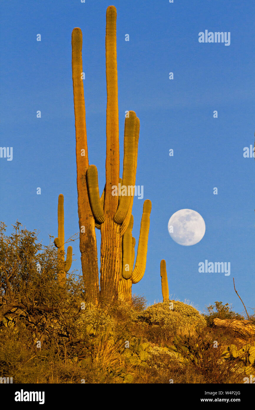 Full moon rising over saguaro cactus ridge in gold light along Catalina ...