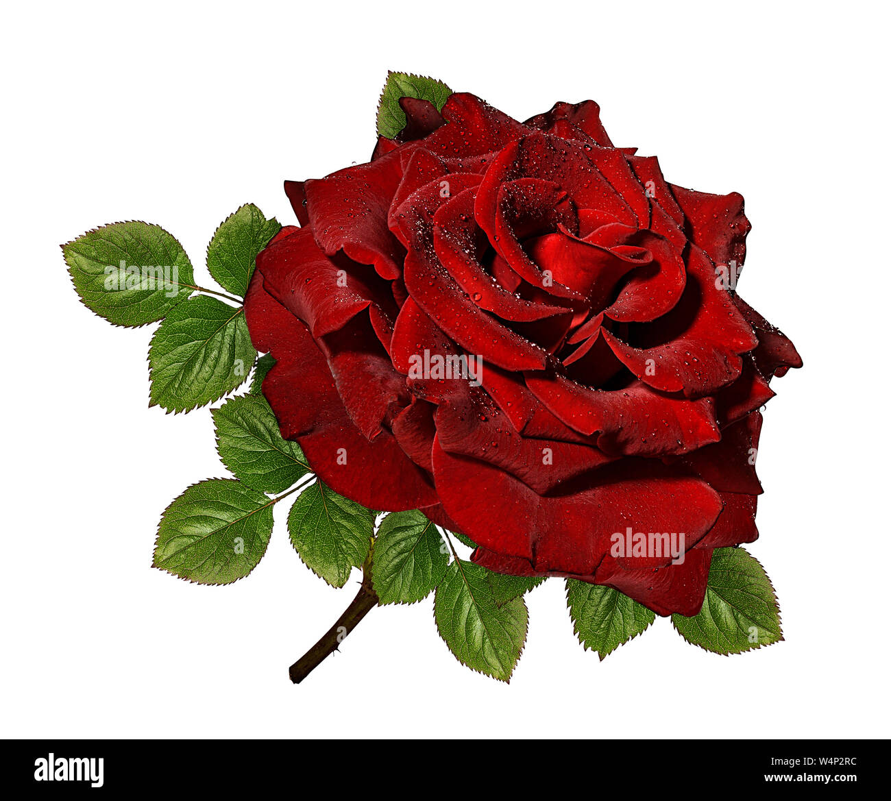 rose isolated on white background Stock Photo - Alamy