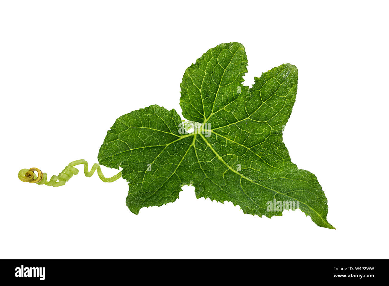 Cucumber leaf isolated on white background Stock Photo Alamy