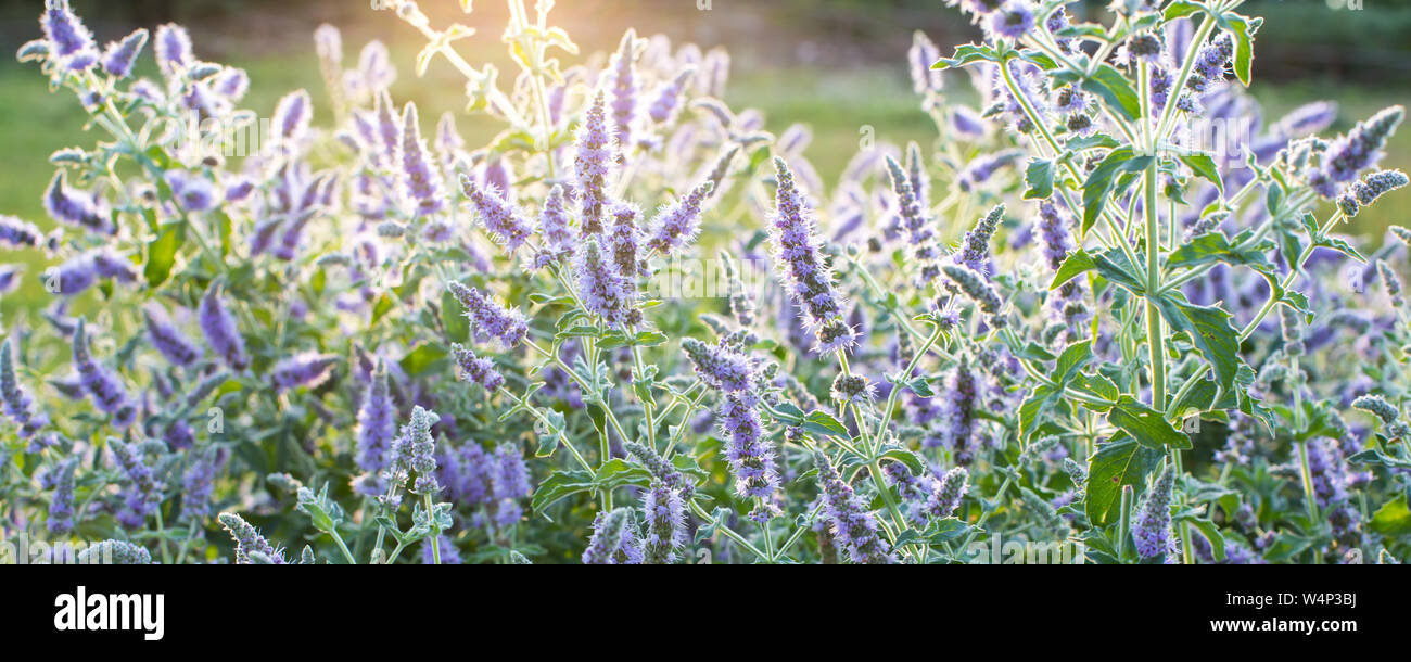 Nature ecological background. Blossoming purple wild majoram flowers lightened by sunset sun rays banner background Stock Photo