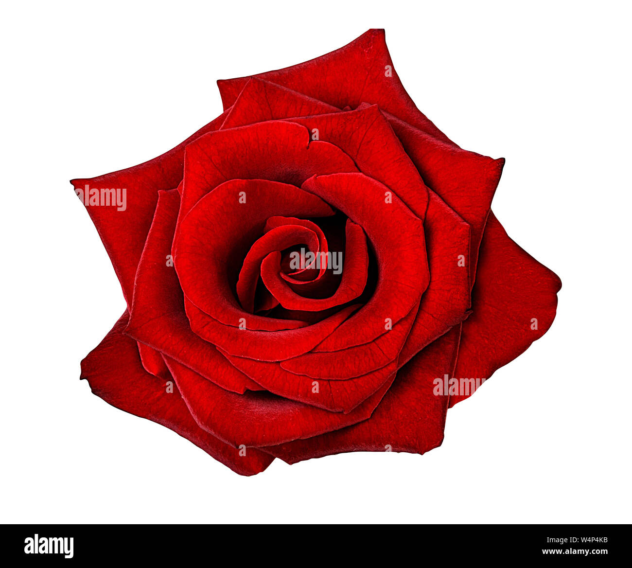 rose isolated on white background Stock Photo - Alamy