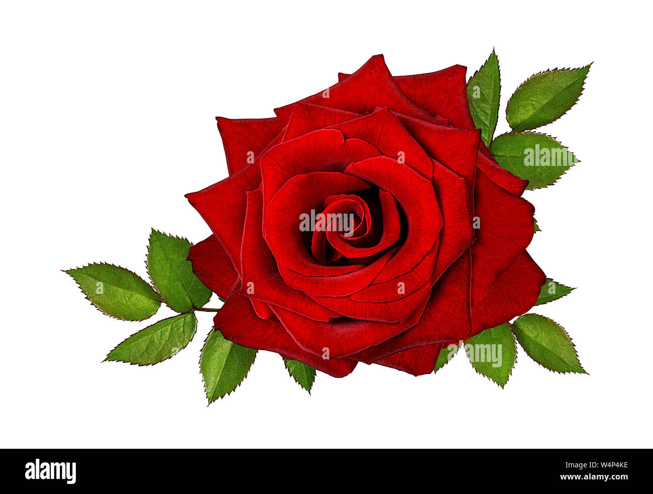 rose isolated on white background Stock Photo - Alamy