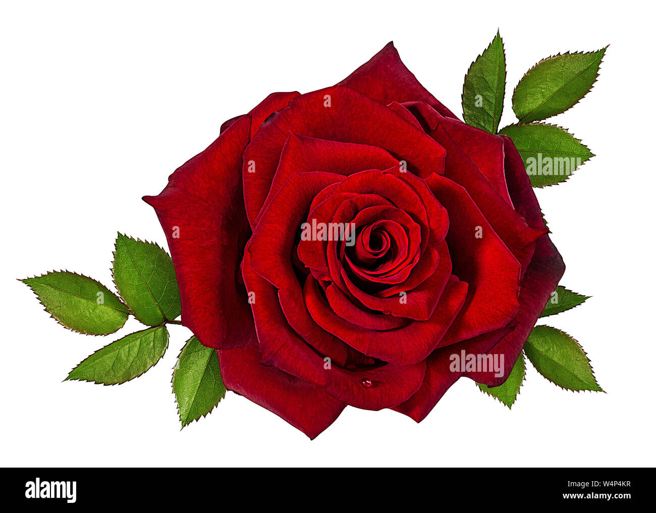 rose isolated on white background Stock Photo - Alamy