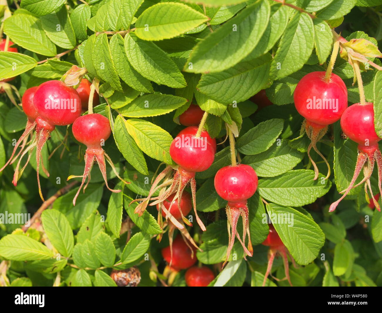 Fruit of the wild rose hi-res stock photography and images - Alamy
